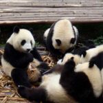 chengdu-research-base-of-giant-panda-breeding